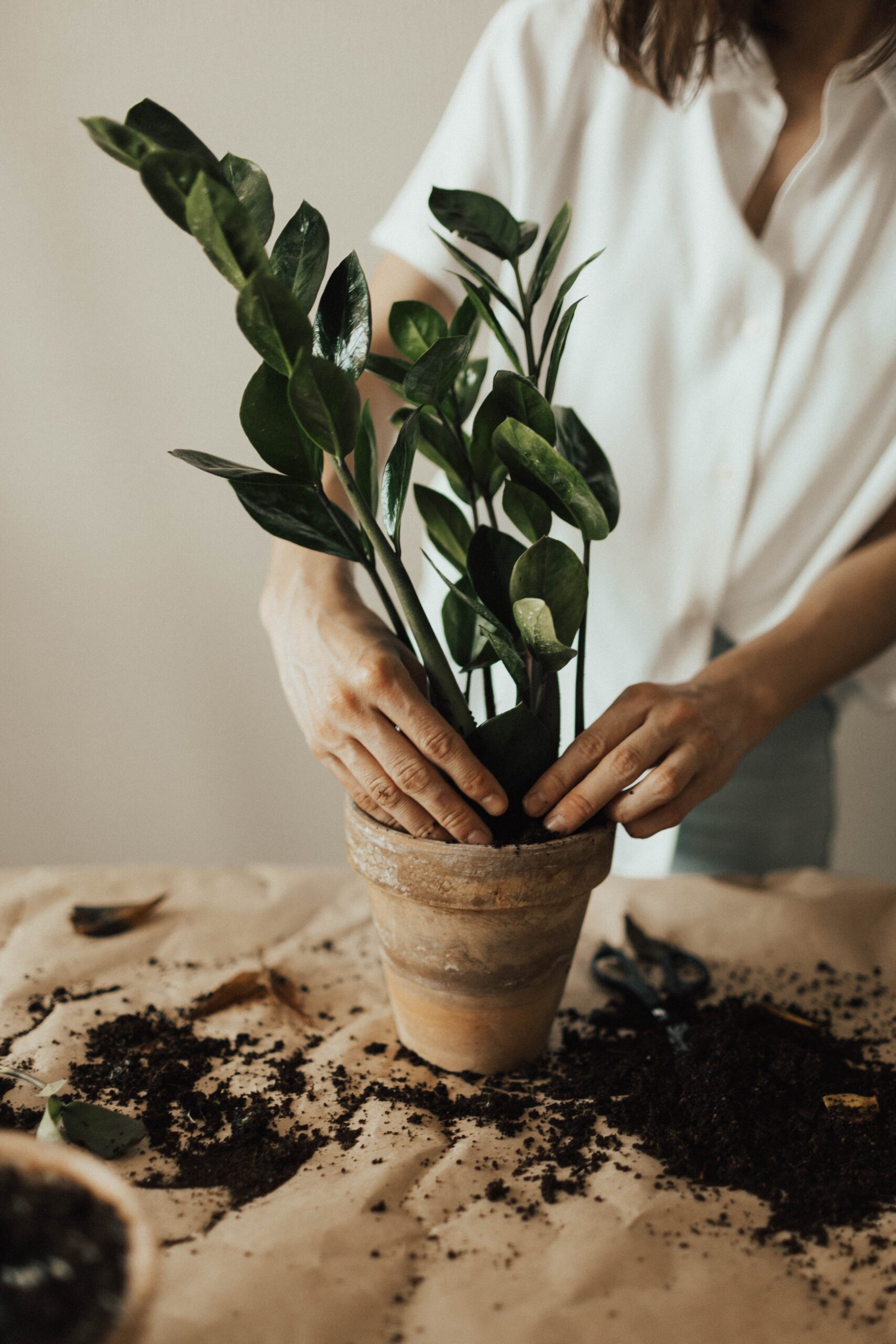 Repotting 1